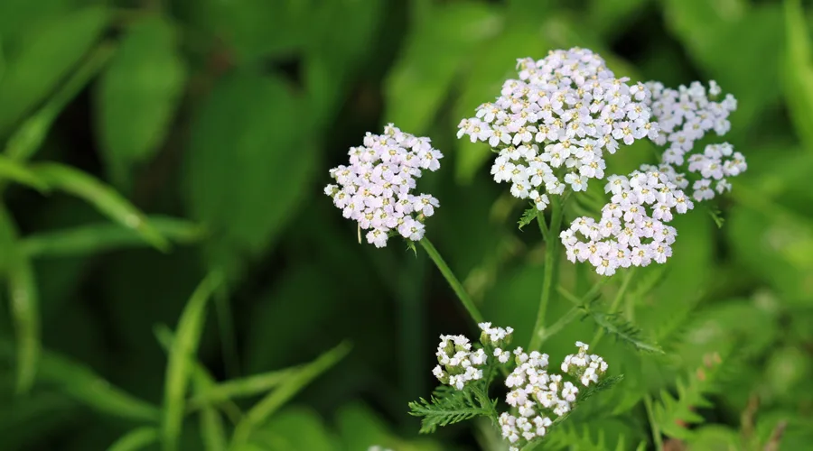Hajdučka trava u prirodi